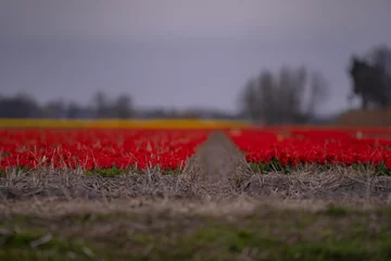Gardinen Blossoming tulip fields in a dutch landscape during spring season. Amazing view with a land full of flowers on a cloudy day © badescu