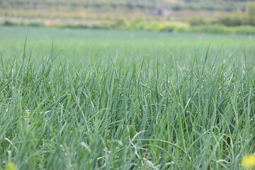 spring onion field in spring