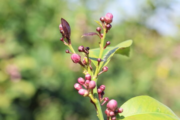 lemon blooms on the tree in spring