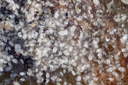 Magnification of mites from Acaridae family.