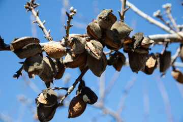 Dead almonds affected by Xylella fastidiosa bacterial disease, Tarbena, Marina Baixa, Alicante...
