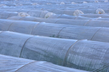 Fototapeta premium Plastic greenhouse for vegetable growing 