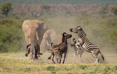 zebras in the savannah