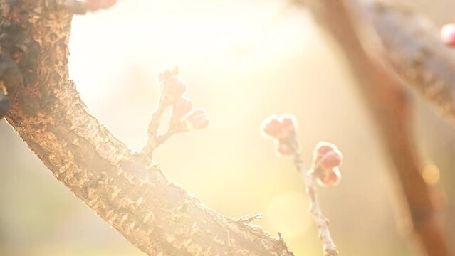 Apricot fruit tree buds on the branch in spring sunset, handheld back lit with lens flare
