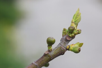 buds and raw fig fruit on a branch of a fig tree
