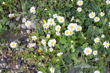  bellis daisies (Bellis perennis) flowers in spring
