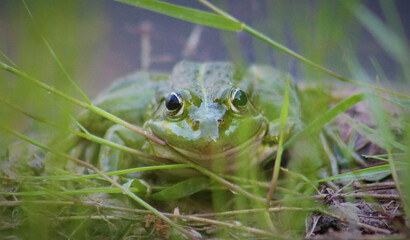 frog in the grass
