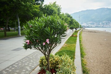 Fototapeta premium Oleander is a subtropical flowering plant of the Kutrov family.