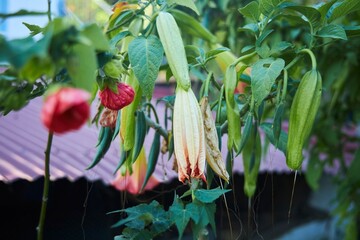 Abutilon is a perennial evergreen plant from the Malvaceae family. Big red flowers