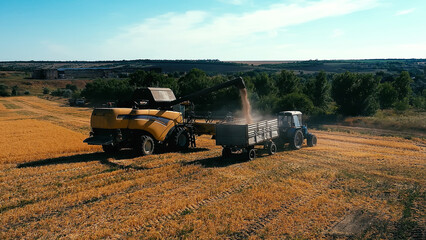 Obraz premium Combine loading wheat grain in truck at evening. Yellow dry kernels falling from harvester auger. View on stream of freshly harvested barley pouring in trailer. Beautiful sky at background. 