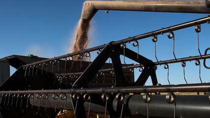 Naklejka premium Combine loading wheat grain in truck at evening. Yellow dry kernels falling from harvester auger. View on stream of freshly harvested barley pouring in trailer. Beautiful sky at background. 
