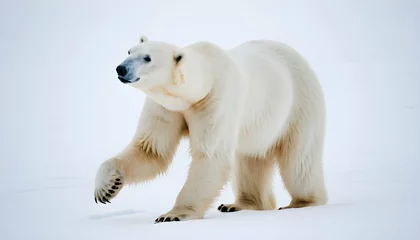 Wandcirkels tuinposter A Polar Bear With Its Hind Legs Pushing It Forward © Umaima