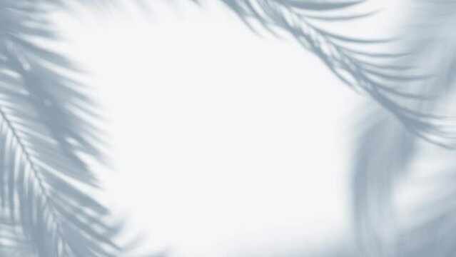 3D animation - Shadow of palm leaves moving in the wind in a loop on an empty wall 
