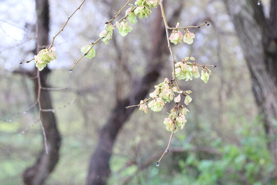 Grey elm tree (Ulmus minor subsp. canescens) in early spring