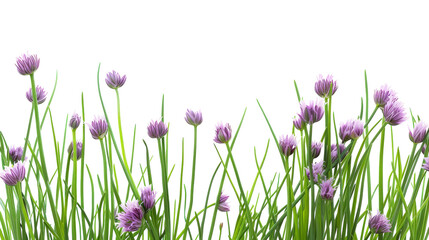 Chives on Transparent Background
