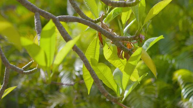 Close-up of a sunlit branch with vibrant green leaves swaying in 4k slow motion 120fps