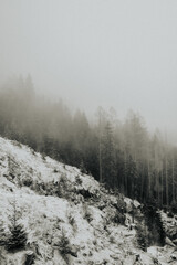 Enchanting forest scenes