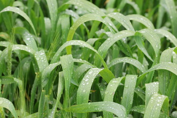 Obraz premium rain drops on a green wheat leaves