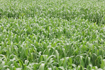 green wheat field in spring