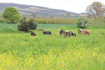cows grazing in the meadow