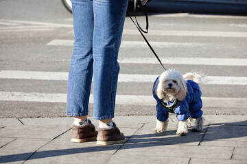 Woman in jeans walking with a little white dog on city street, female legs on pedestrian crossing