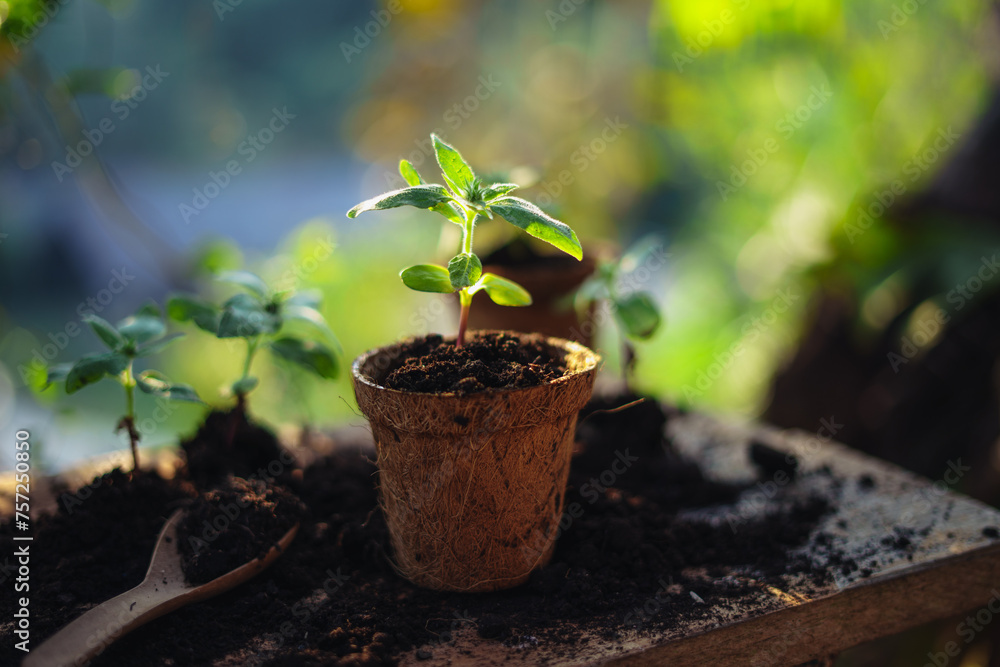 Canvas Prints spring planting,young tree in a planting pot