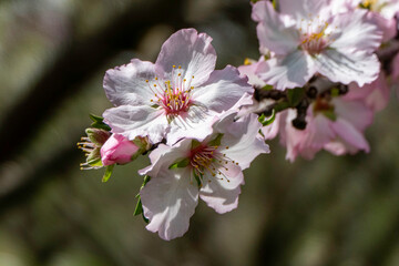 The close-up of an almond flower in full bloom