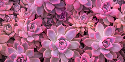 Bright saturated background with succulents. Pink and burgundy succulents. Background filled with succulents. Aesthetics of succulents.Background,template with succulents.Bright and juicy plants