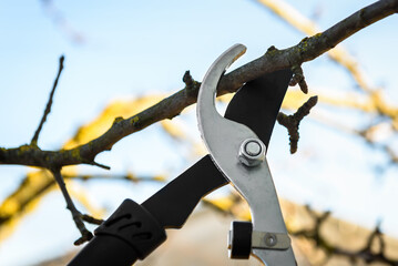 Close up of pruning tree using garden pruner in early spring.