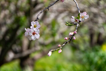 The close-up of an almond flower in full bloom