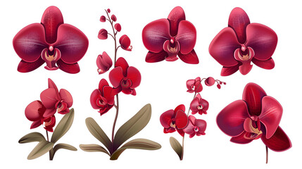 Set of red tropical orchid flower elements isolated on transparent background.