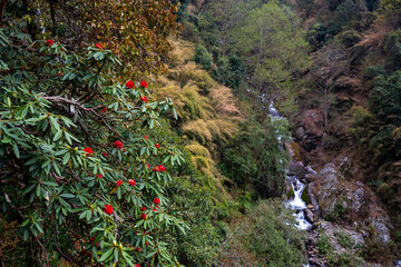Rhododendron Blossoms Overlooking a Mountain Stream on the Trail from Lama Hotel to Thulo Syabru, Gosaikunda, Nepal