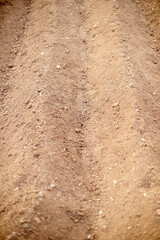 Crop field affected by drought