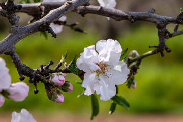 Fototapeta na wymiar The close-up of an almond flower in full bloom