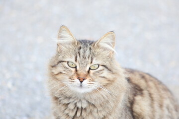 Obraz premium a stray cat in the street