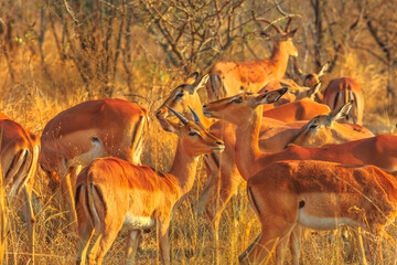 Group of Impala, Aepyceros Melampus, the most common antelope, in Kruger National Park, South Africa at sunset light.
