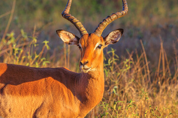 Side view of female of impala, Aepyceros melampus, the most common antelope, at sunset light. Umkhuze game reserve in South Africa. Blurred background.