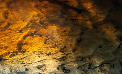 Ethereal Beauty of Nature Illuminated Beneath Water