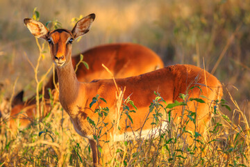 Side view of female of impala, Aepyceros melampus, the most common antelope, at sunset light. Umkhuze game reserve in South Africa. Blurred background.