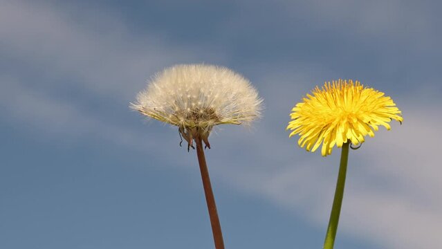 Dandelion flower and seedhead against bright spring sky