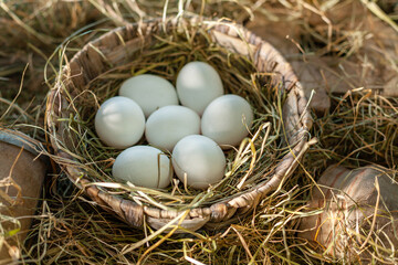 White chicken eggs in the straw nest in the chicken coop. - 757257615