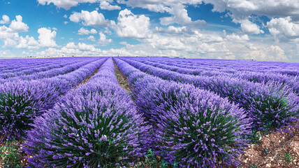 Lavender field in blossom. Rows of lavender bushes stretching to the skyline. Stunning cloudy sky at the background.Brihuega, Spain. - 757258025