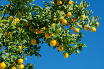 Many of ripe lemon fruits on lemon tree and blue sky at the background. View from above. - 757258080