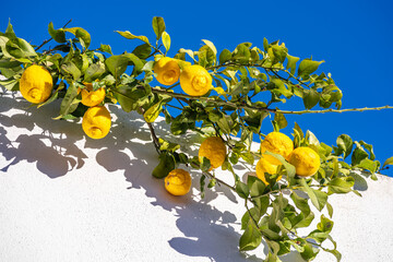 Ripe lemon fruits on lemon branch, blue sky and white wall of the building at the background. View below. - 757258084