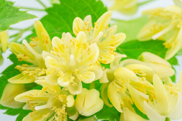 Linden flowers or lime tree flowers on white background. Closeup.