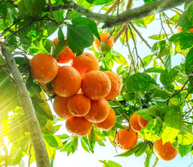 Ripe orange fruits on orange tree between lush foliage. View from below. - 757258216