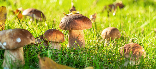 Porcini mushrooms between fresh green grass in the sunny forest. Close-up. - 757258232