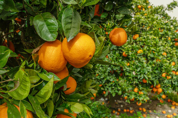 Ripe orange fruits on orange tree between lush foliage. View from below. - 757258280