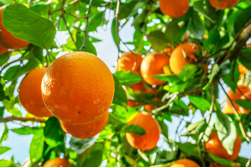 Ripe orange fruits on orange tree between lush foliage. View from below. - 757258288