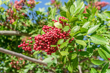 Fresh pink peppercorns on peruvian pepper tree branch. Blue sky at the background. - 757258422
